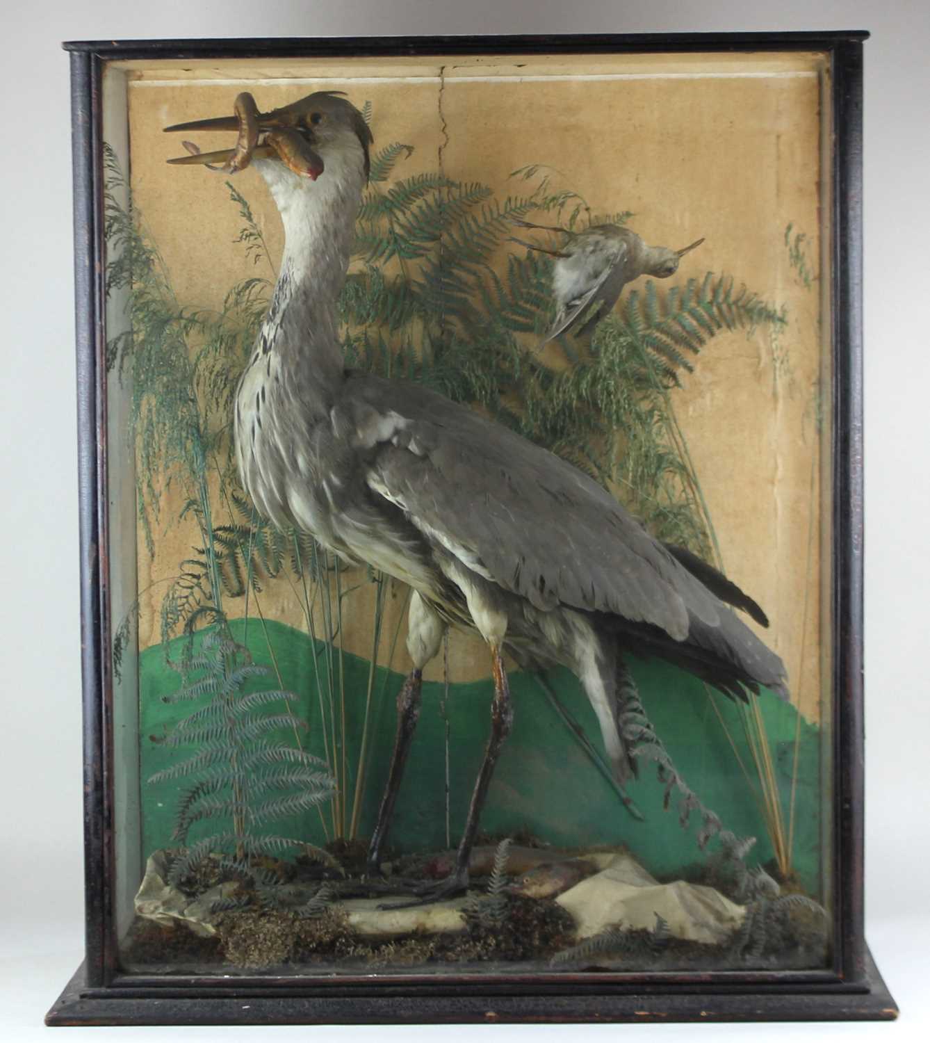 A taxidermy Heron with eels in a vintage glazed case decorated with naturalistic habitat, case