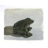 Peter Jones (b 1968), Frog, oil on paper, dated 20/9/2017 and signed in pencil, 20.5cm by 24.5cm,