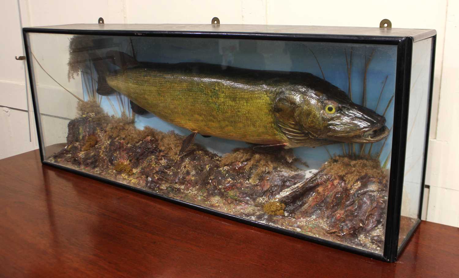 A taxidermy Pike in glazed ebonised display case decorated with naturalistic habitat, case 108cm