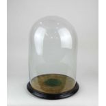 A glass display dome on circular painted wooden base 41cm high overall, inner diameter 26.5cm