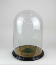 A glass display dome on circular painted wooden base 41cm high overall, inner diameter 26.5cm