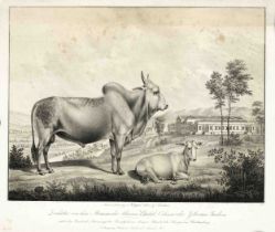 Sheep and Breeding Bulls from the Herds of His Majesty the King of Württemberg, 4 lithographs from