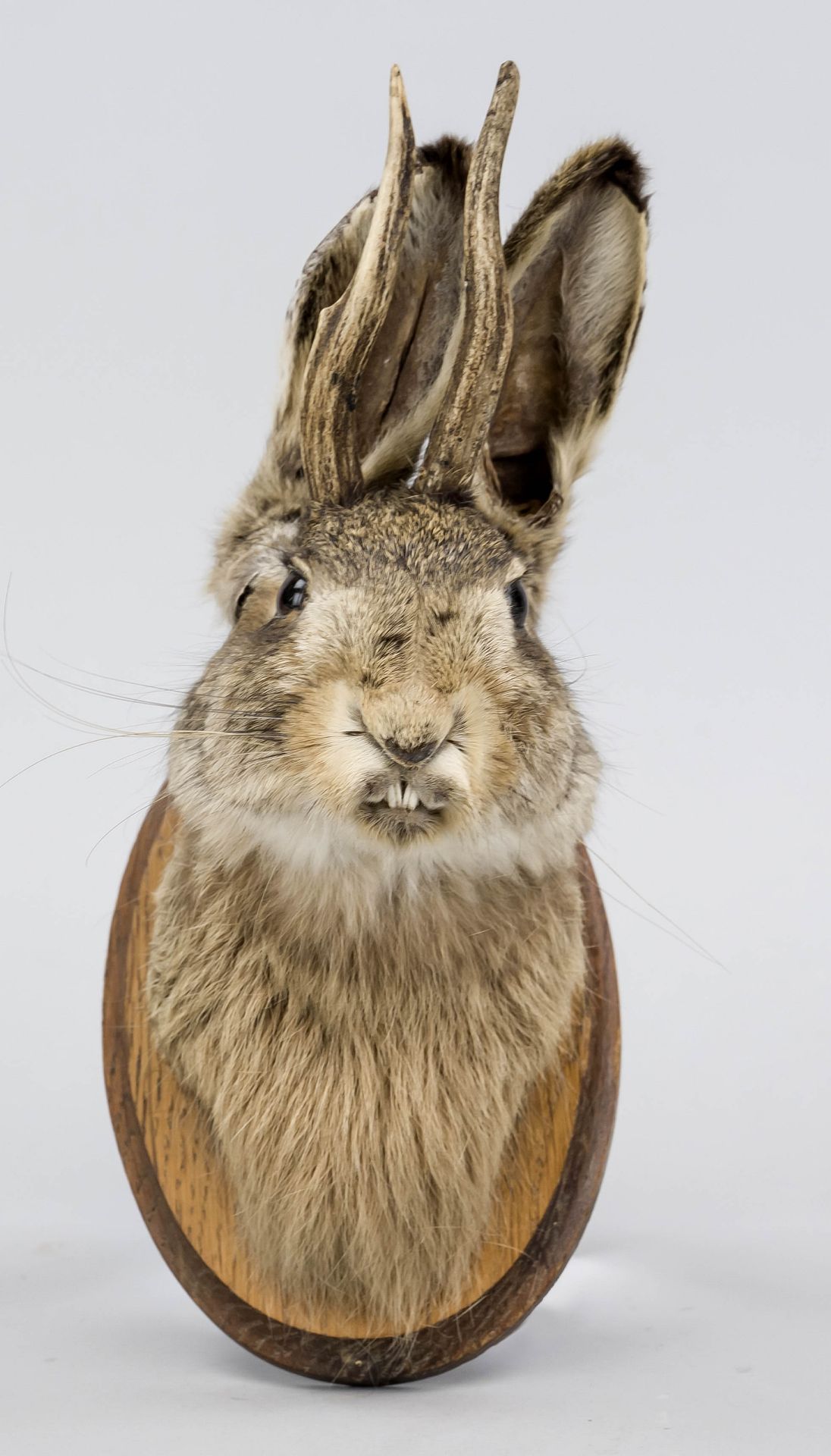 Wolpertinger trophy, 20th century, prepared rabbit head with deer antlers mounted on a wooden trophy - Image 2 of 2