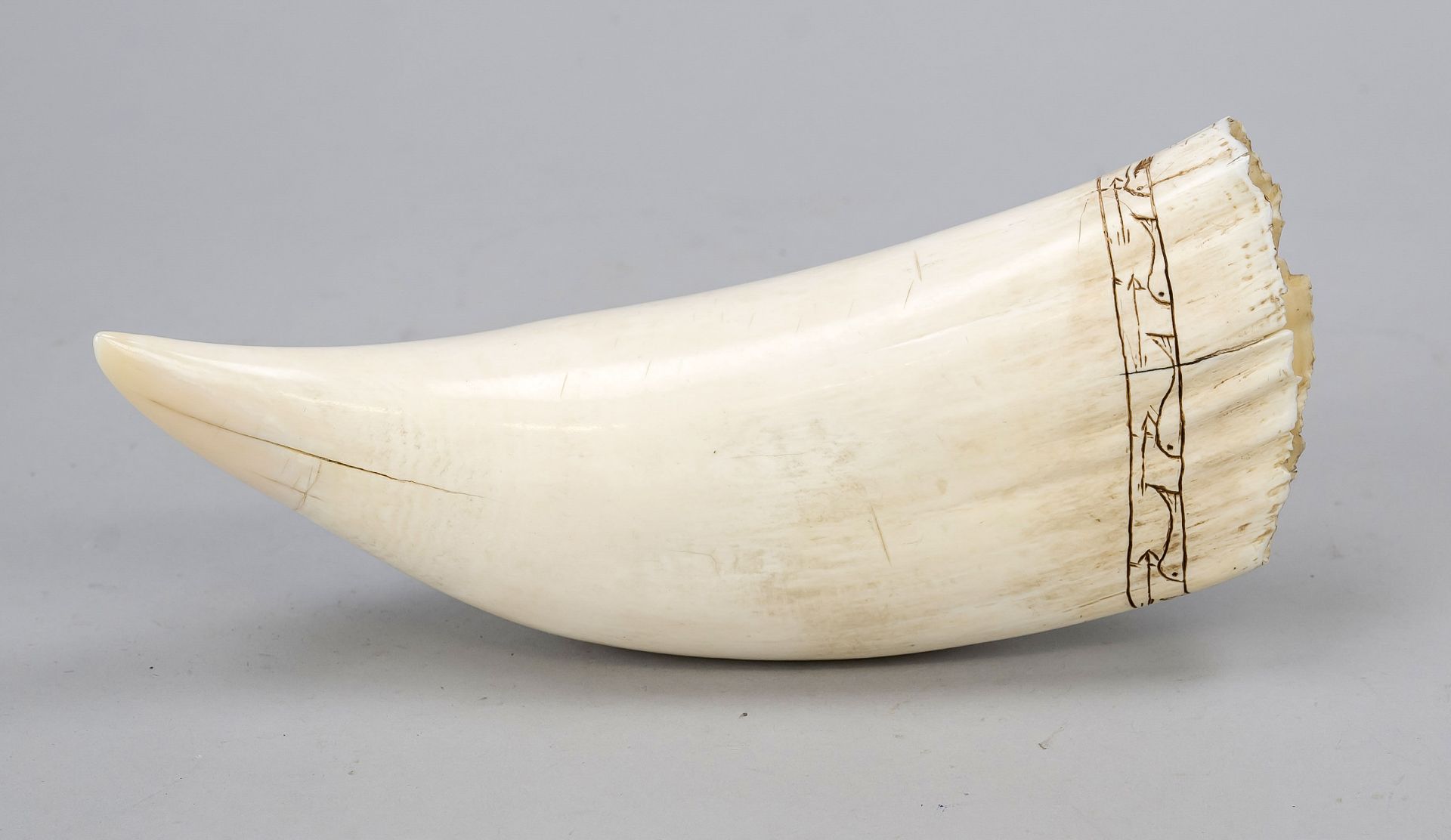 A very large whale's tooth, probably a sperm whale, carved on the lower edge, a circumferential band