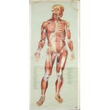 Anatomical diagram, Germany 1st half of the 20th century, paper on fabric as a scroll painting,