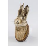 Wolpertinger trophy, 20th century, prepared rabbit head with deer antlers mounted on a wooden trophy