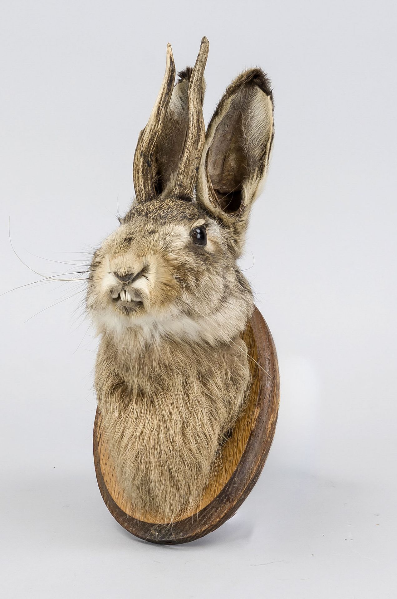 Wolpertinger trophy, 20th century, prepared rabbit head with deer antlers mounted on a wooden trophy