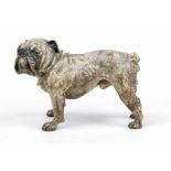 signed Titze, Viennese sculptor c. 1900, large bulldog, Viennese bronze, cold-painted, signed on