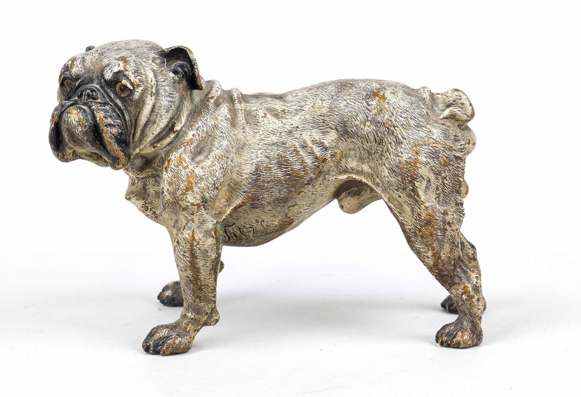 signed Titze, Viennese sculptor c. 1900, large bulldog, Viennese bronze, cold-painted, signed on