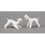 Two poodles, Hutschenreuther, Selb, 20th century, designed by Hans Achtziger in 1958, fully sculpted