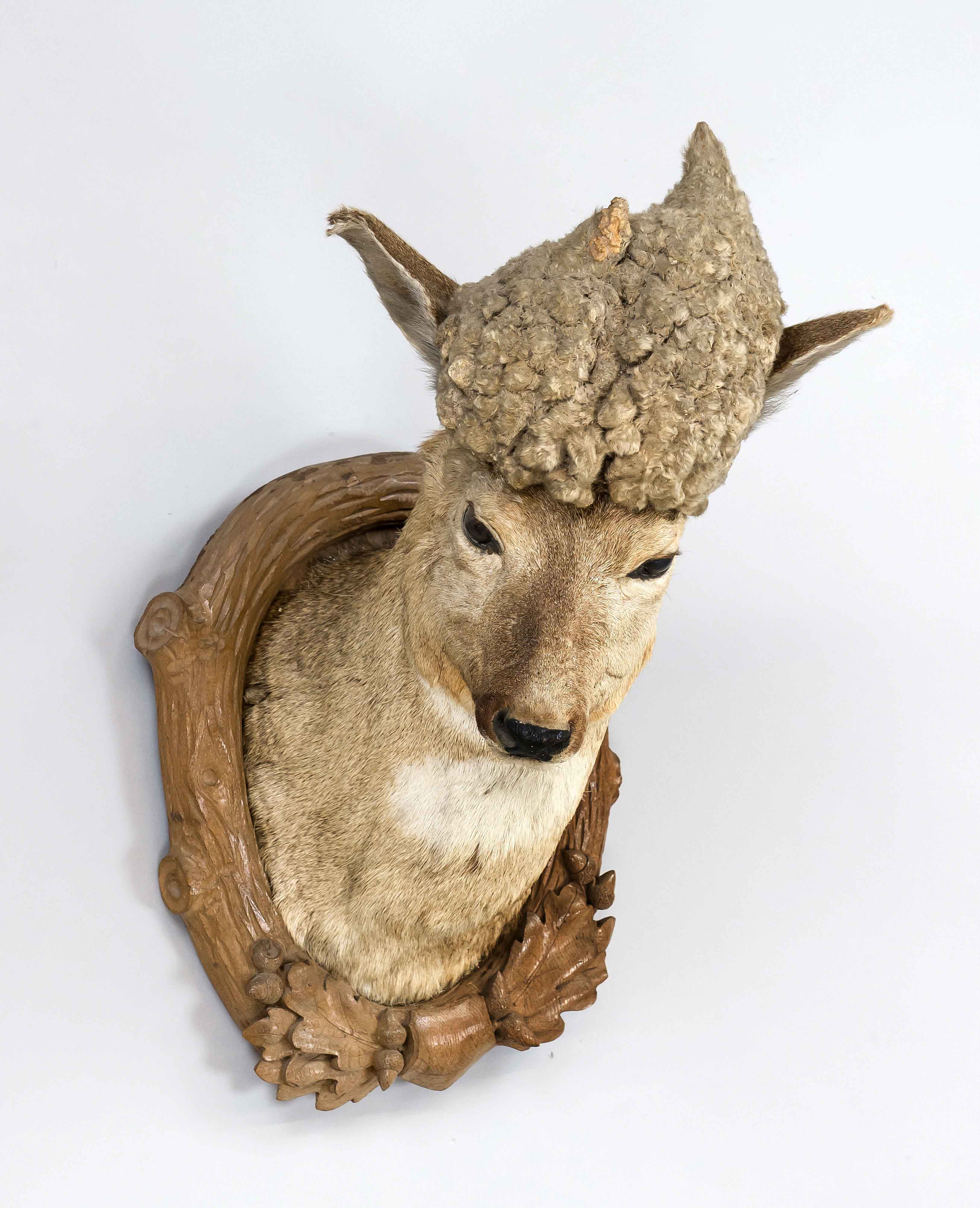 Perückenbock hunting trophy, 1st half of the 20th century, prepared male roebuck on a carved
