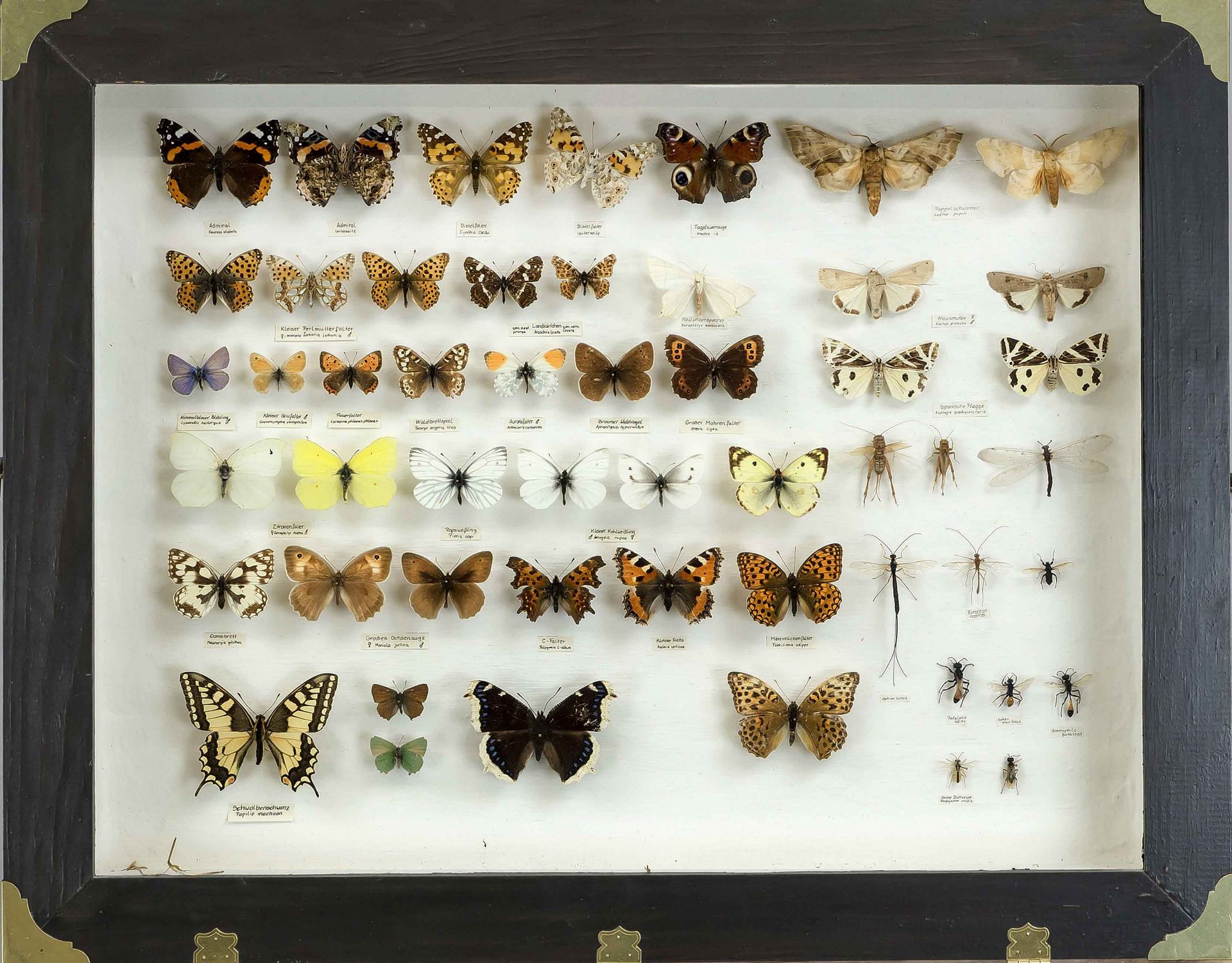 2 display cases/showcases with insects, older collection. In good condition, fitted and labeled with - Image 2 of 3