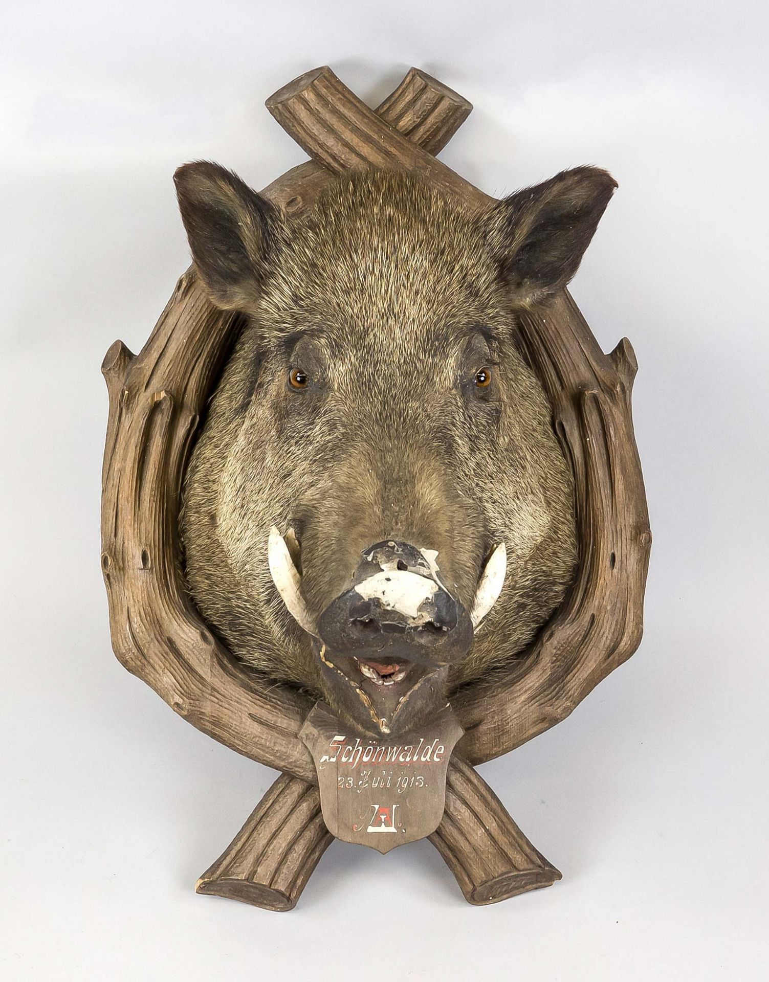 A boar trophy, Germany (Eberswalde), dated 1913, on a carved oak frame, coat of arms plaque with - Image 2 of 2