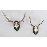 2 antlers, mounted on carved, black painted trophy plates, the skull plates inscribed ''F.A.R.