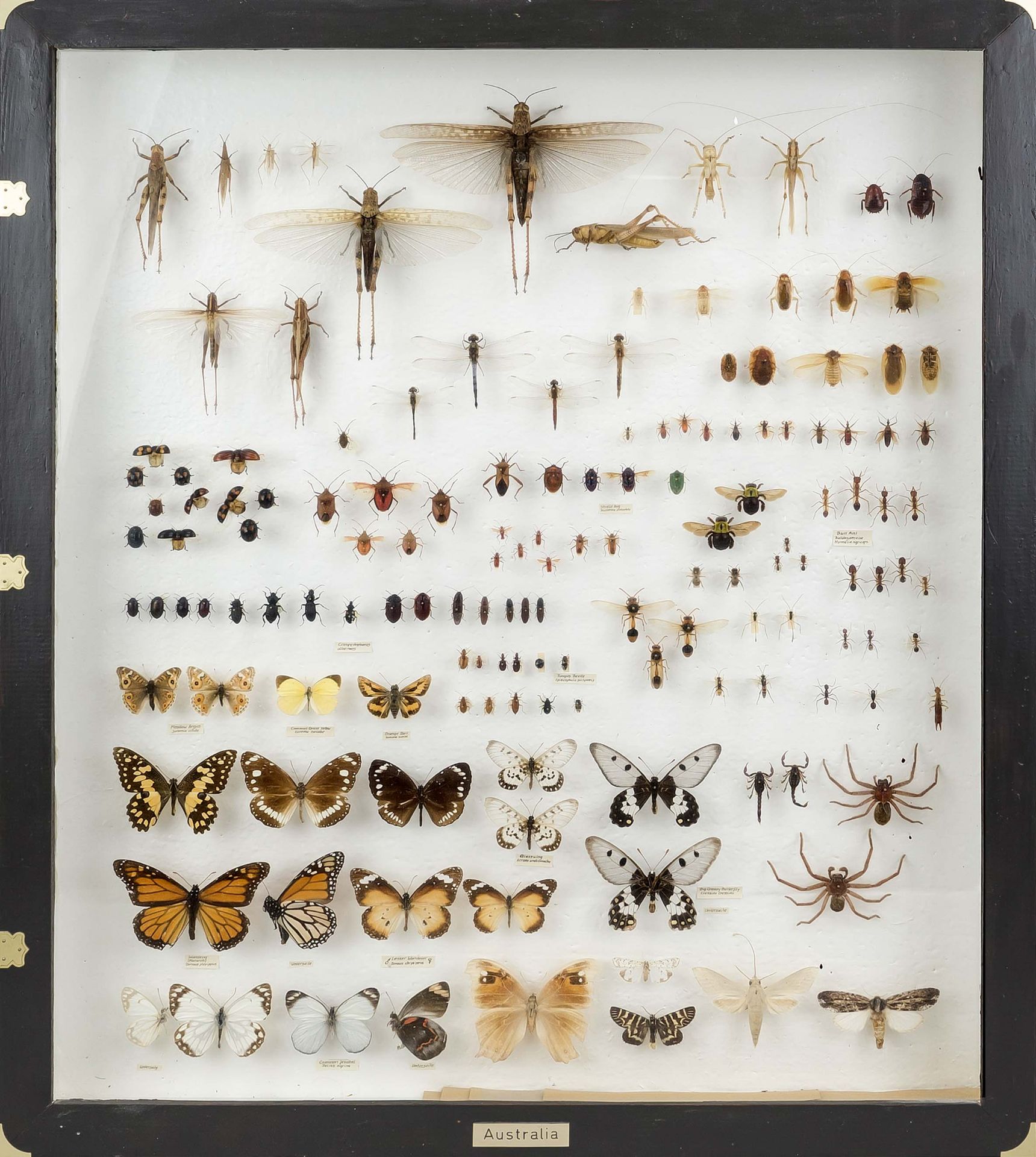 2 display cases/showcases with insects, older collection. In good condition, fitted and marked - Image 2 of 3