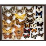 Display case with butterflies, mid 20th century, good condition, wooden case, 6 x 42 x 51 cm