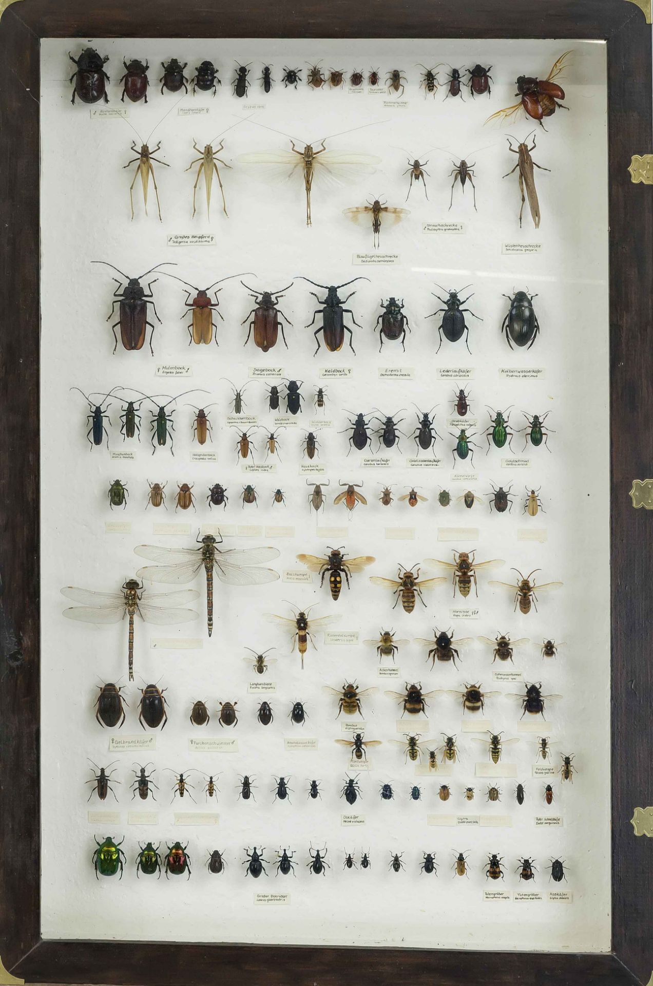 2 display cases/showcases with insects, older collection. In good condition, fitted and labeled with - Image 3 of 3