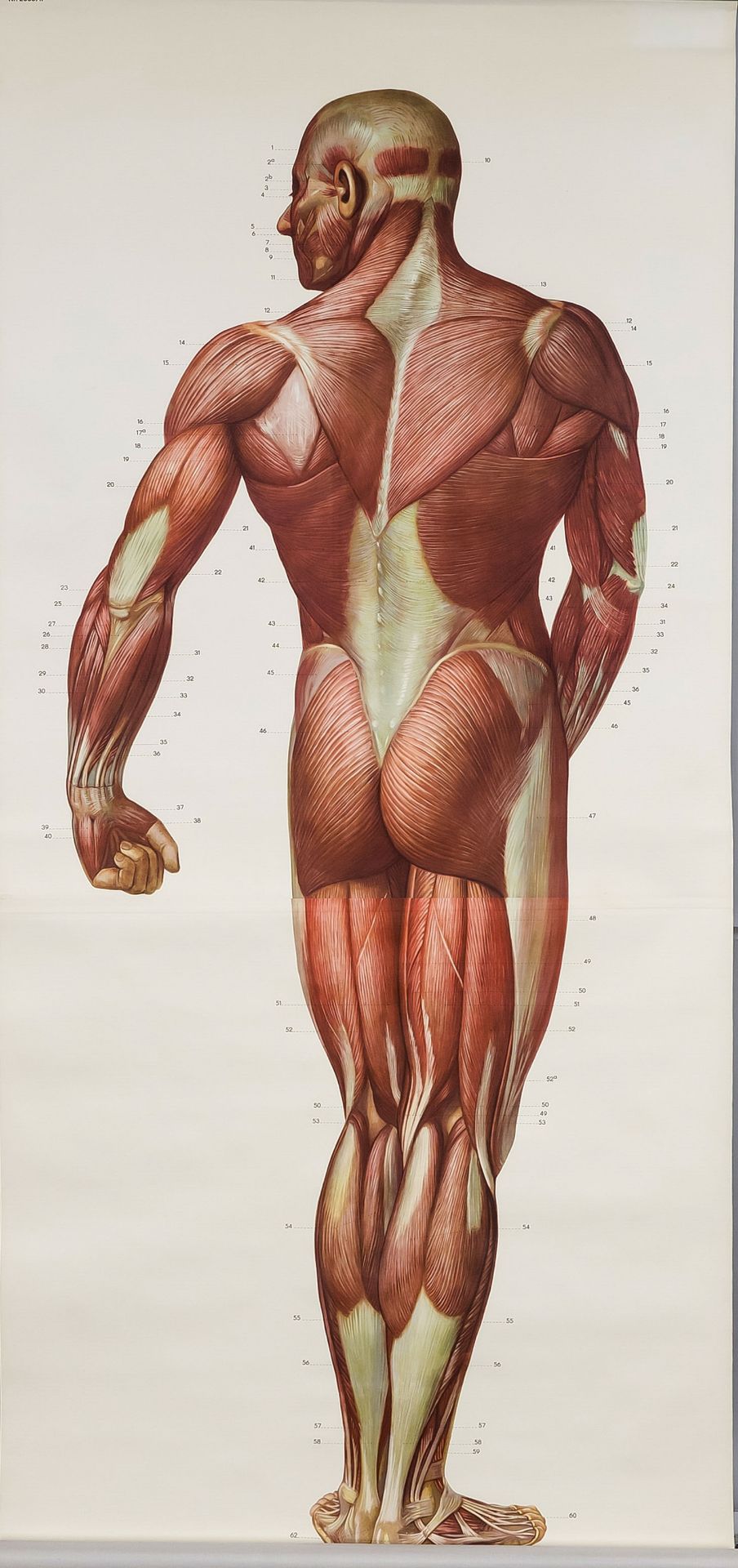 Anatomical diagram, Germany 1st half 20th century, paper on fabric as a scroll painting, muscle