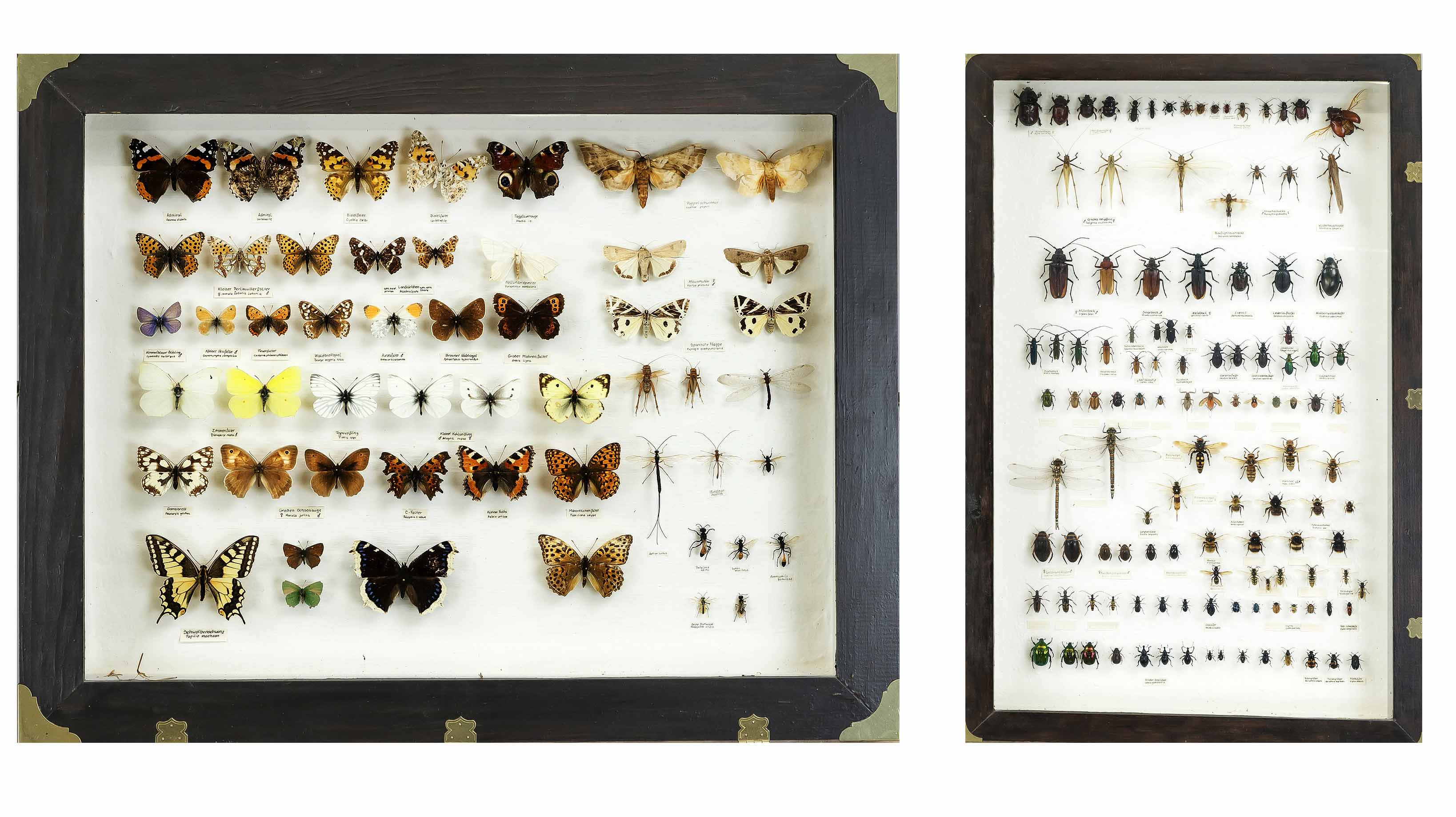 2 display cases/showcases with insects, older collection. In good condition, fitted and labeled with