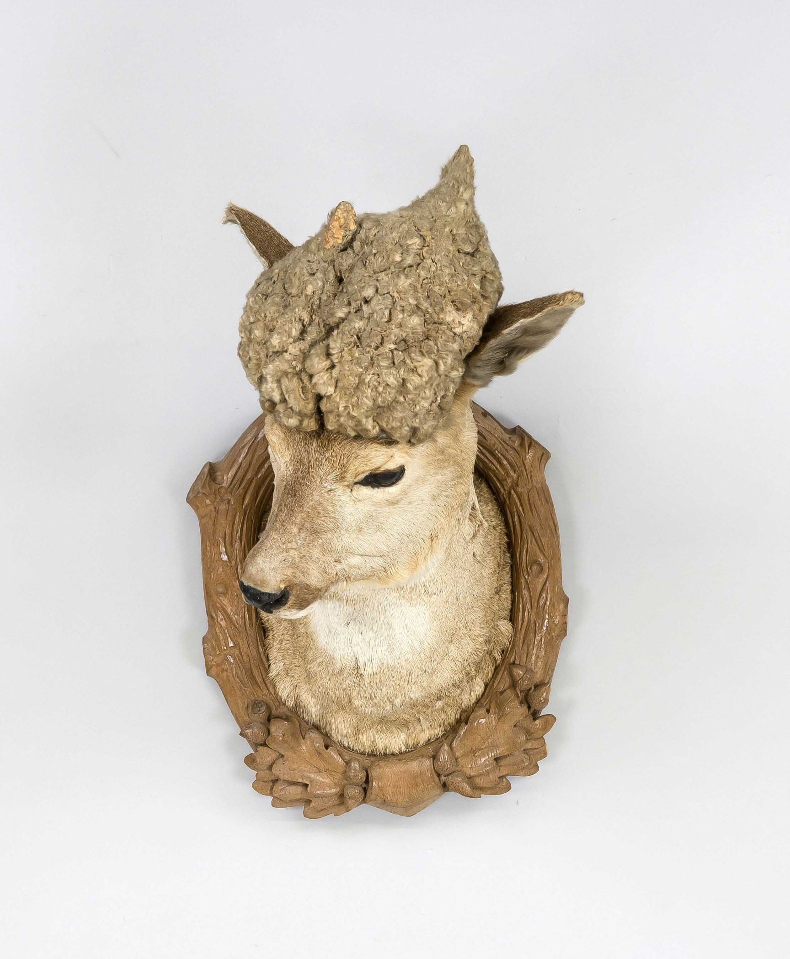 Perückenbock hunting trophy, 1st half of the 20th century, prepared male roebuck on a carved - Image 2 of 2