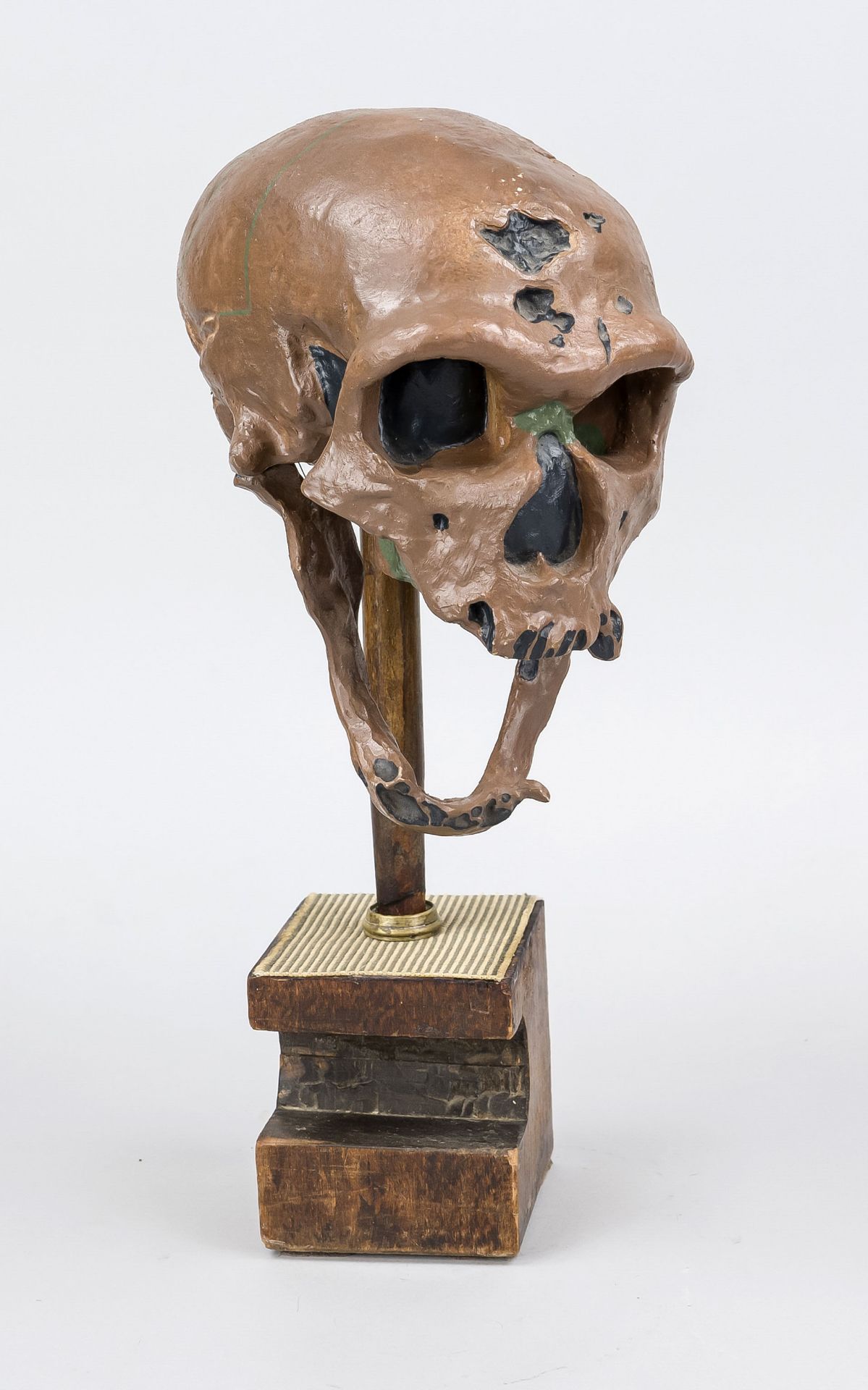 Skull of a Neanderthal man, 20th century, colored plastic, replica of the find from La Chapelle-