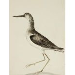 Unknown 18th/19th century artist, Study of a bird with a long beak and long legs, watercolor on laid