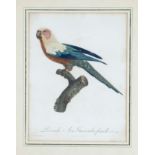 Jacques Barraband (1768-1809), 3 parrots, color etchings with French script border from ''