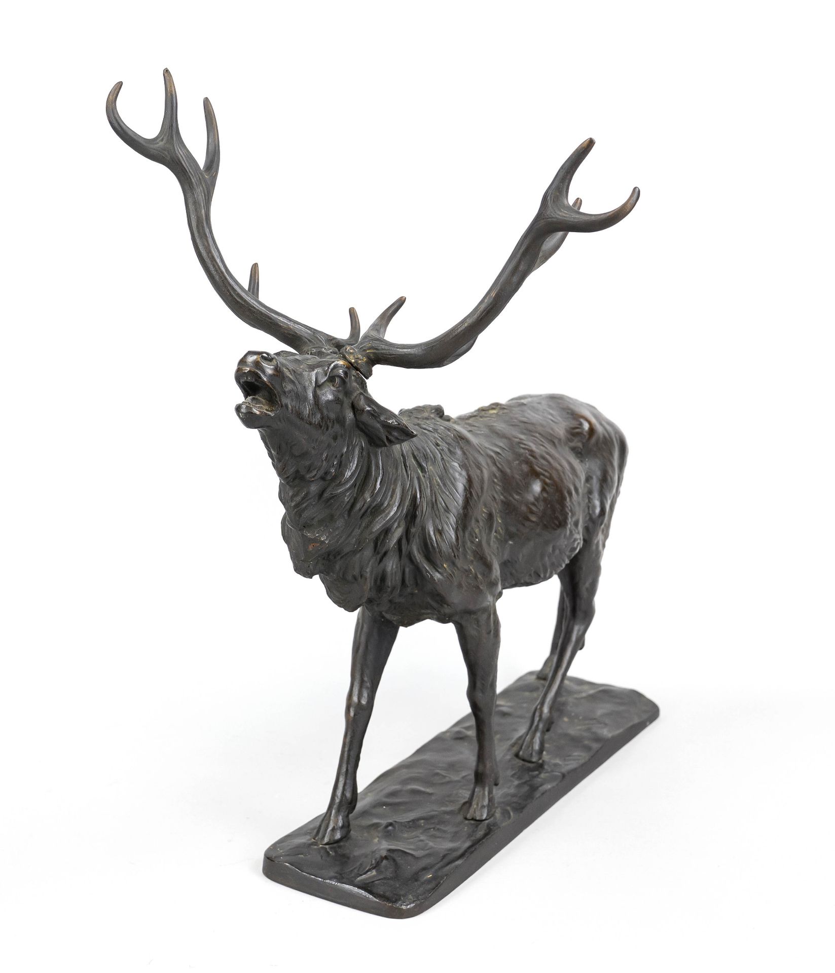 Anonymous sculptor 1st half 20th century, roaring stag, dark patinated bronze on rectangular plinth,
