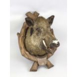 A boar trophy, Germany (Eberswalde), dated 1913, on a carved oak frame, coat of arms plaque with