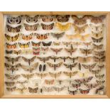 Display case with butterflies/falters/moths, mid 20th century, good condition, wooden case, 6 x 42 x