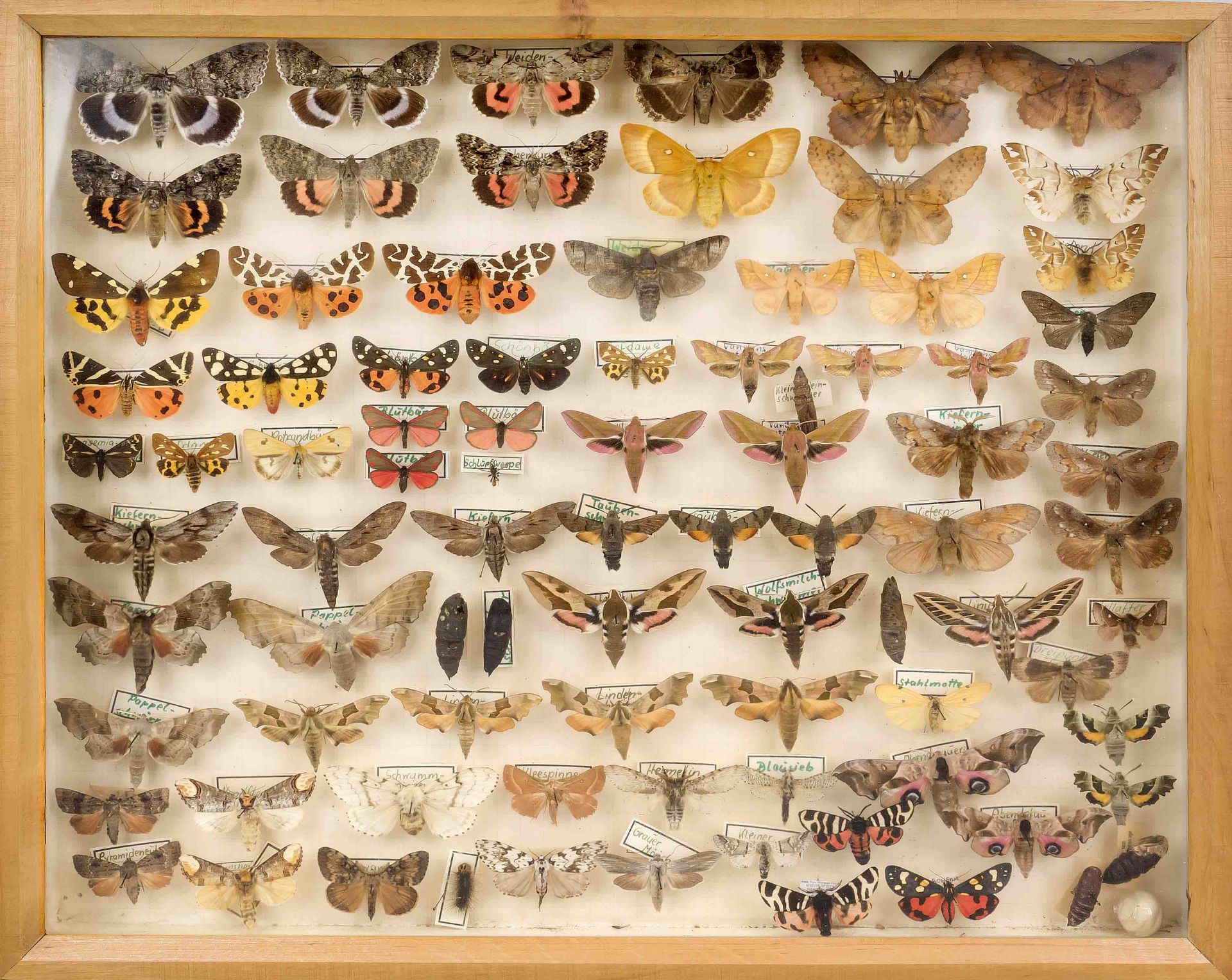 Display case with butterflies/falters/moths, mid 20th century, good condition, wooden case, 6 x 42 x