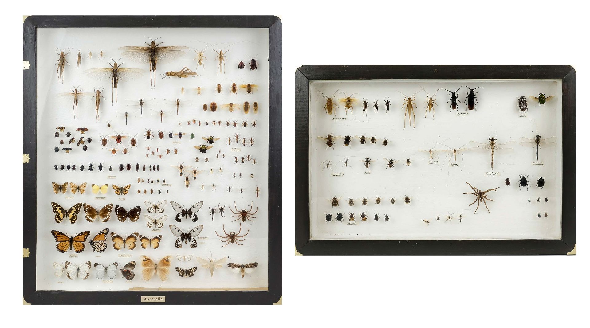 2 display cases/showcases with insects, older collection. In good condition, fitted and marked