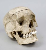 Human skull as an anatomical model, 20th century Removable skullcap, jaw held together with spring
