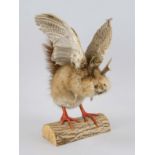 Wolpertinger, 1st half of the 20th century, Southern Germany or Austria. Taxidermy composed of