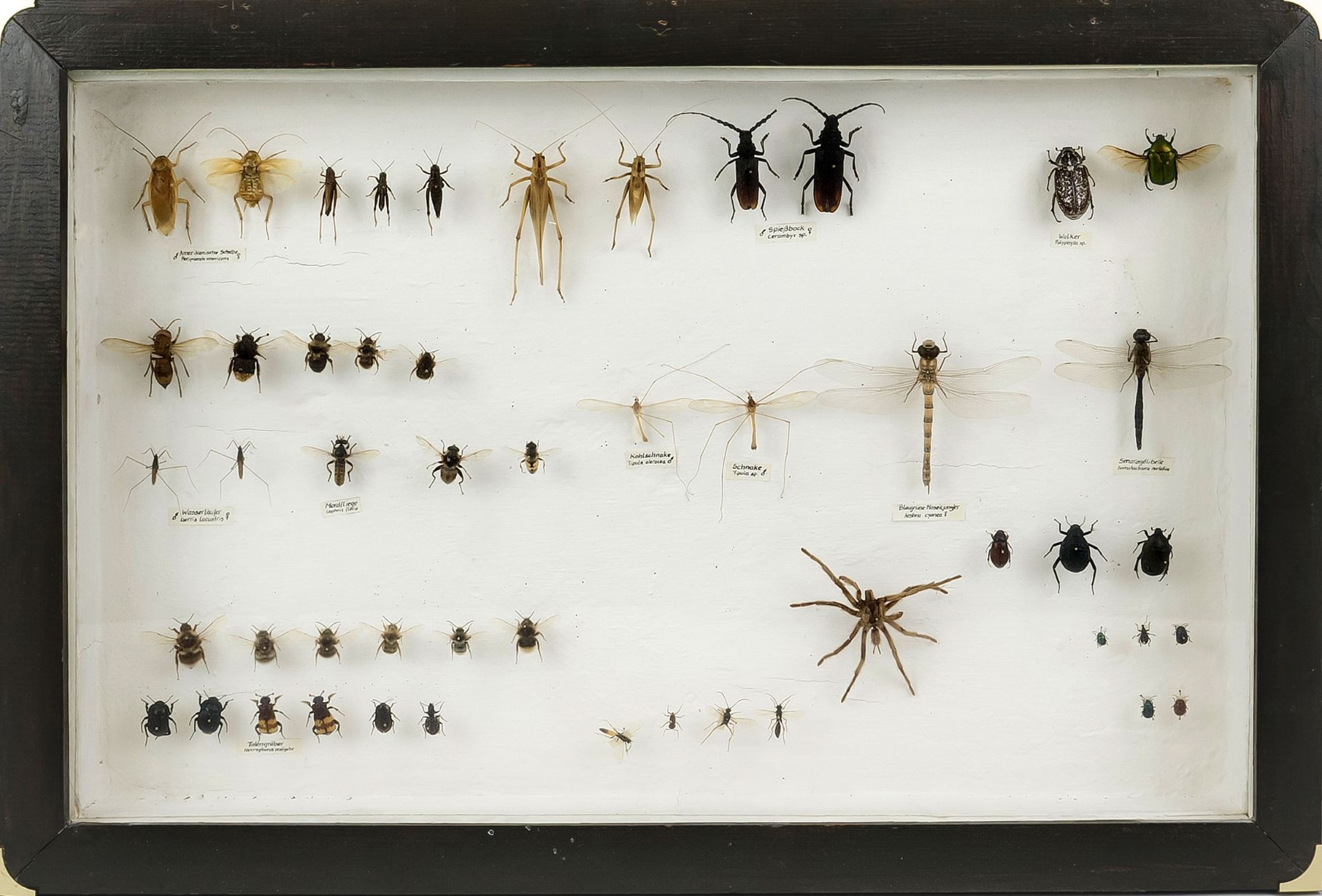 2 display cases/showcases with insects, older collection. In good condition, fitted and marked - Image 3 of 3