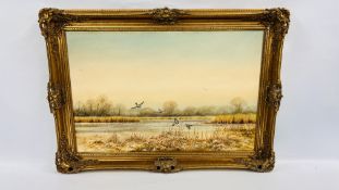 AN ORIGINAL GILT FRAMED OIL ON CANVAS MALLARD DUCKS TAKING OFF BEARING SIGNATURE ROWES CHAPMAN 75CM