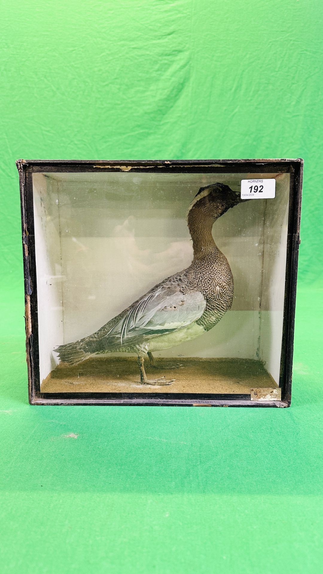 A VICTORIAN CASED TAXIDERMY STUDY OF A GARGANEY - W 32CM X H 28.5CM X D 14CM.