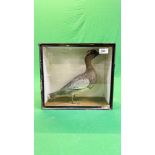 A VICTORIAN CASED TAXIDERMY STUDY OF A GARGANEY - W 32CM X H 28.5CM X D 14CM.