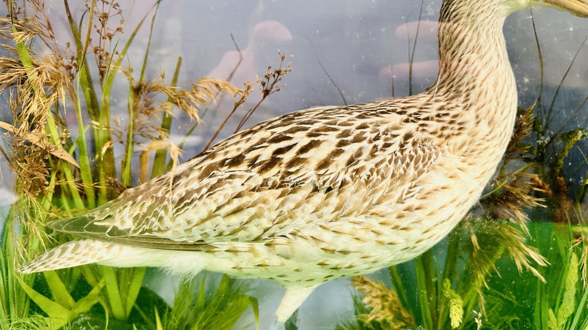 A VICTORIAN CASED TAXIDERMY STUDY OF A CURLEW, IN A NATURALISTIC SETTING - W 59CM X H 48. - Image 3 of 11