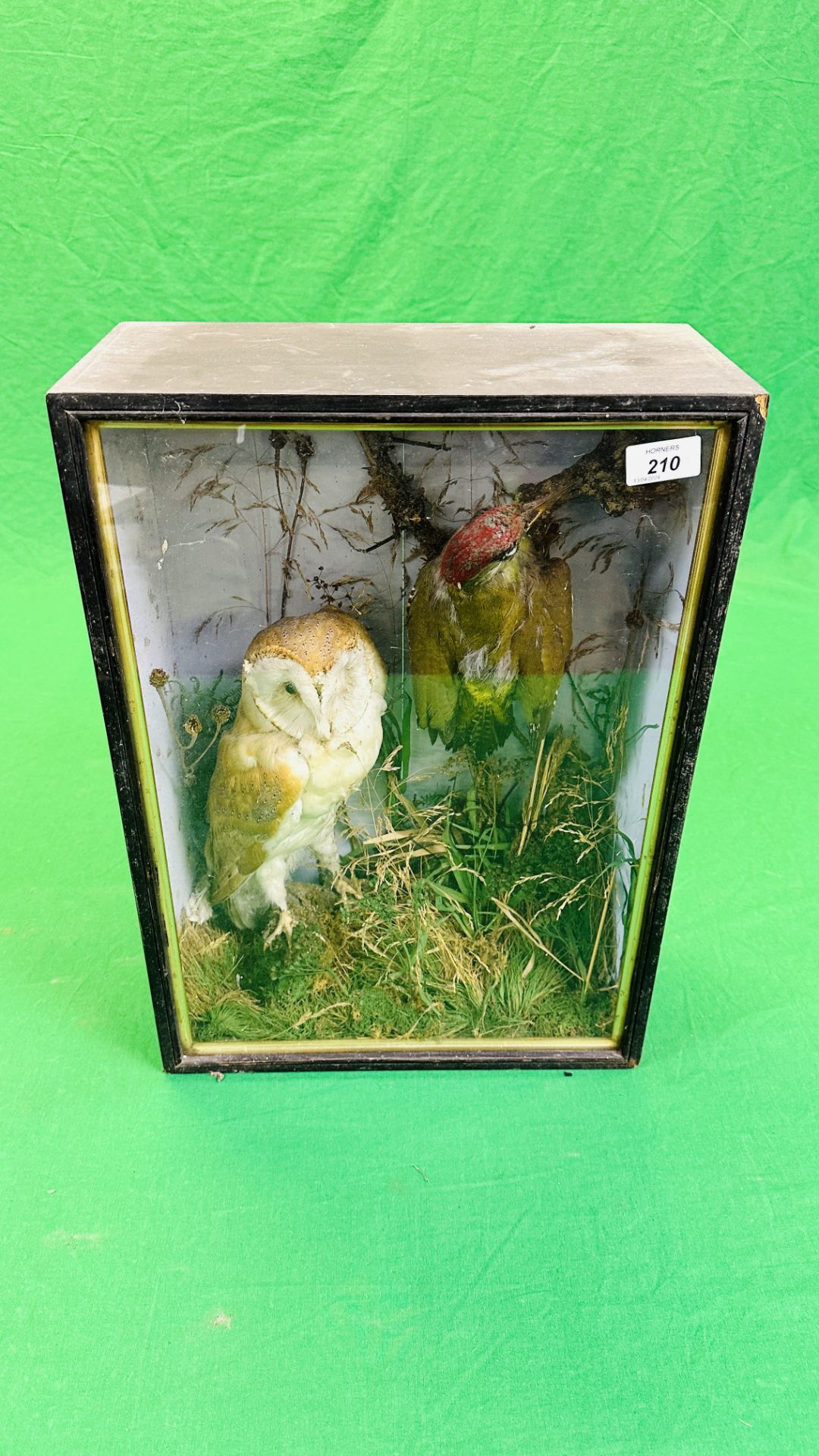 A VICTORIAN CASED TAXIDERMY STUDY OF A BARN OWL AND GREEN WOODPECKER, - Image 5 of 6