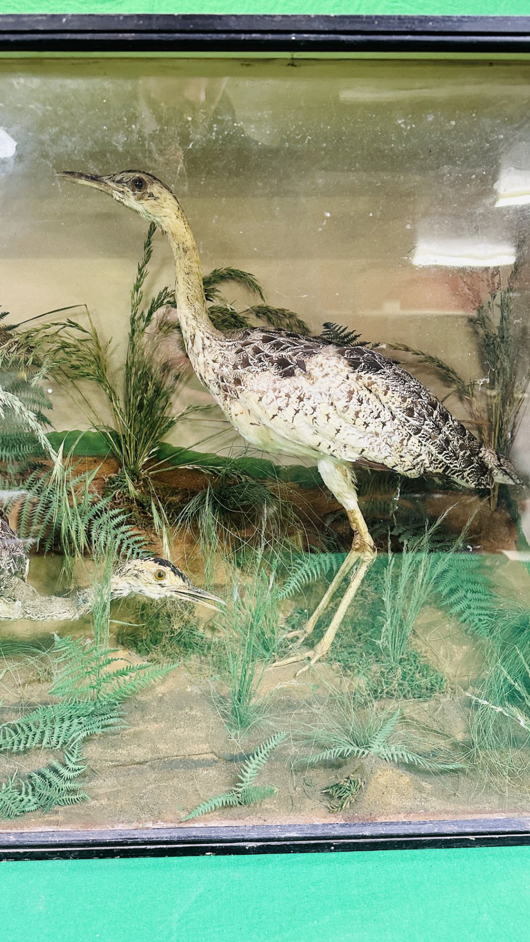 A VICTORIAN CASED TAXIDERMY STUDY OF A GROUP OF THREE WADING BIRDS, - Image 4 of 8