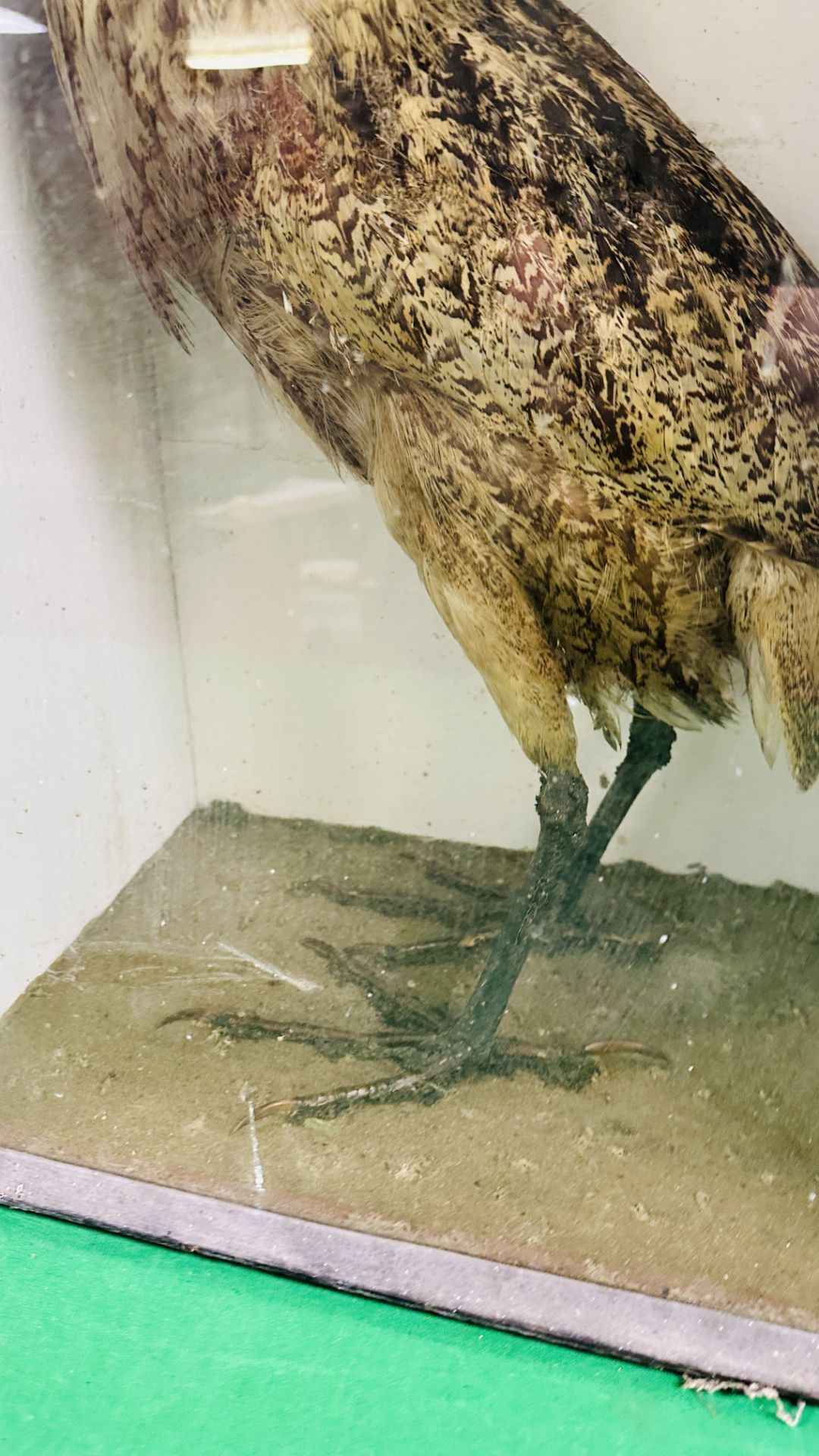 A VICTORIAN CASED TAXIDERMY STUDY OF A BITTERN - W 39CM X H 62CM X D 25. - Image 5 of 7