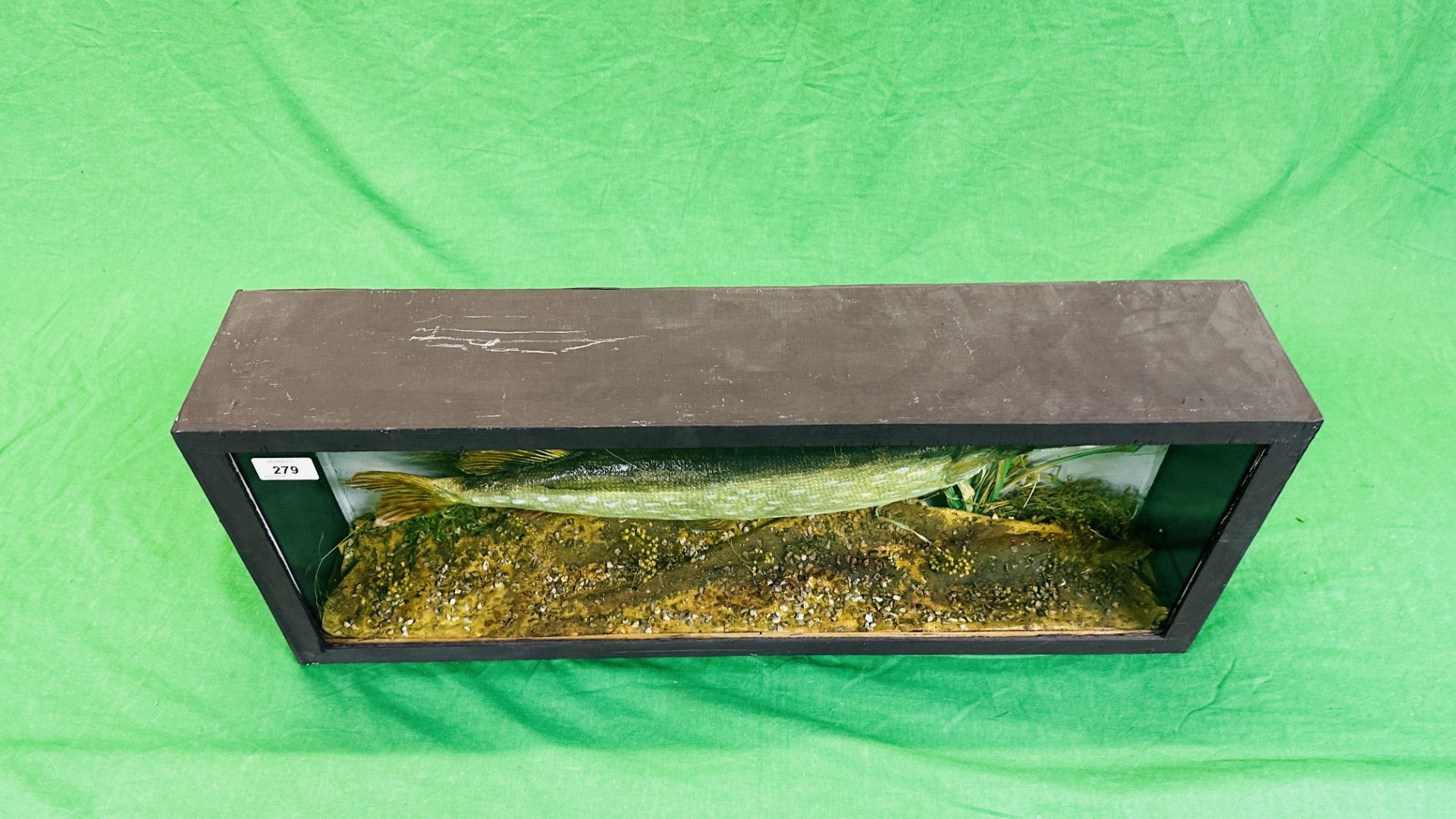 A CASED VICTORIAN TAXIDERMY STUDY OF A PIKE, W 72CM X D 14CM X H 28CM. - Image 6 of 6