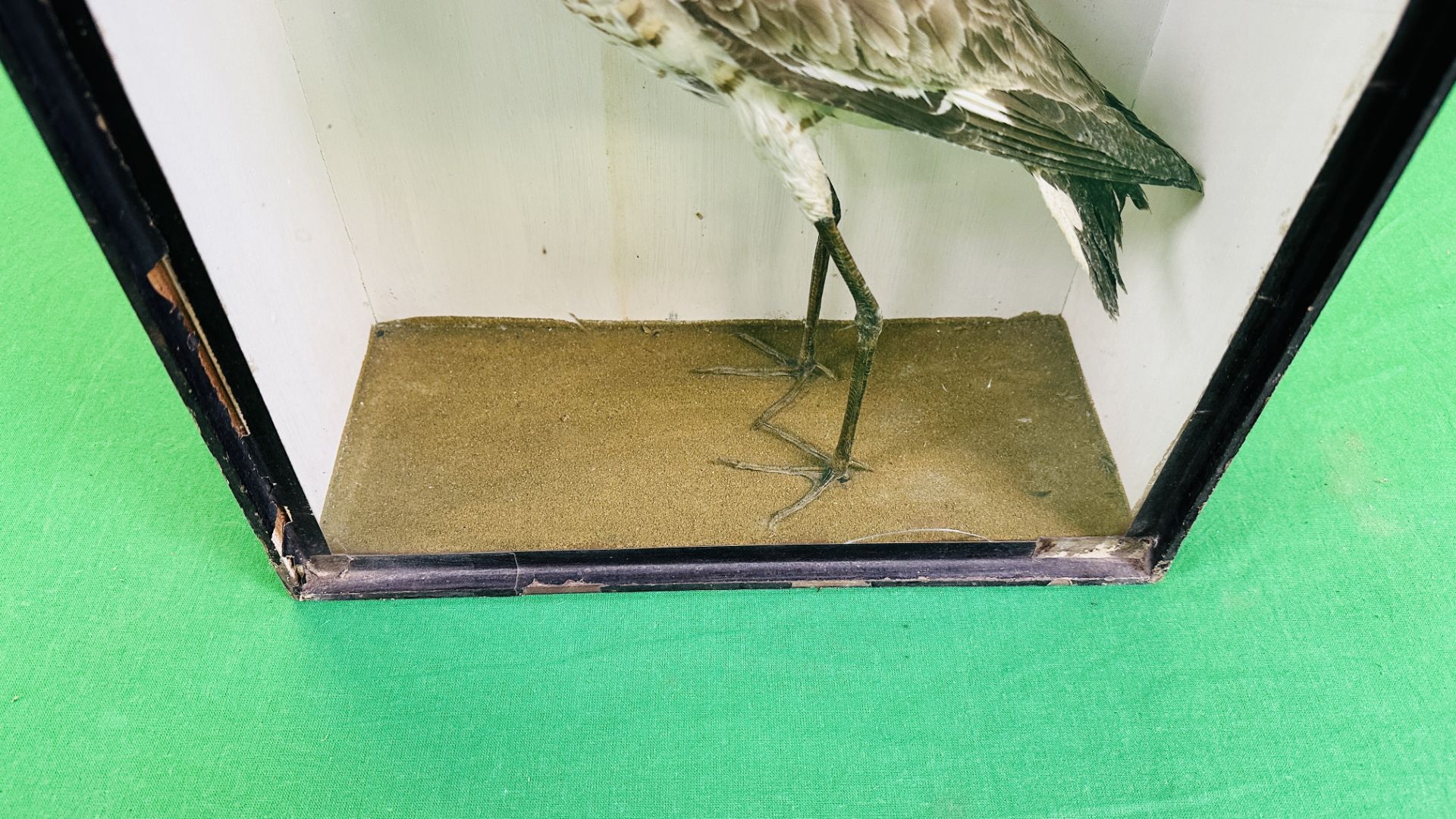 A VICTORIAN CASED TAXIDERMY STUDY OF A WADING BIRD - W 32CM X H 41CM X D 14CM. - Image 4 of 6
