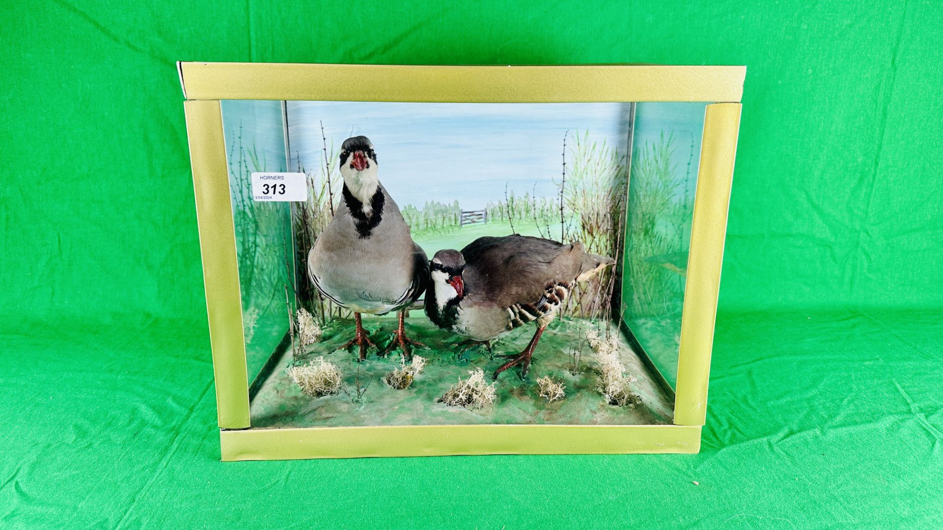 A TAXIDERMY STUDY OF TWO MOUNTED PARTRIDGES