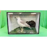 A VICTORIAN CASED TAXIDERMY STUDY OF A SEAGULL,