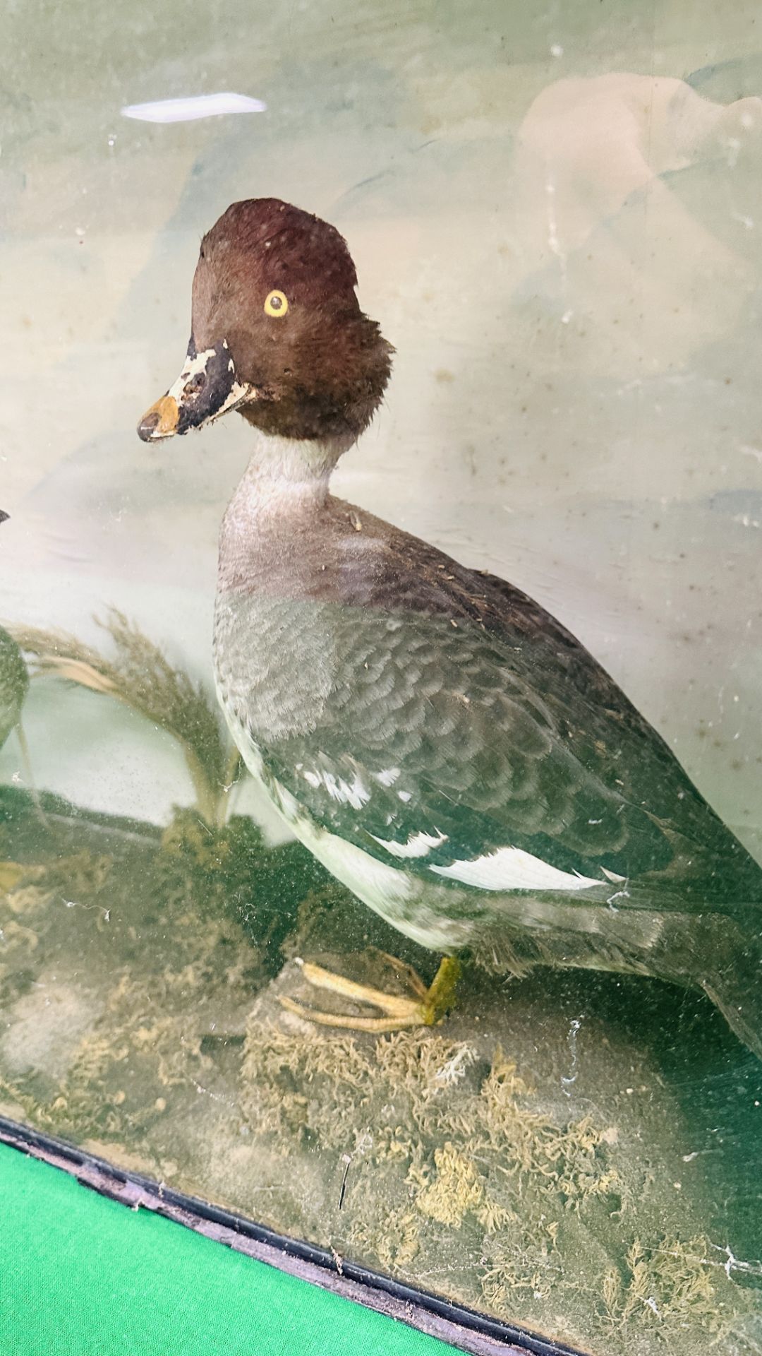 A VICTORIAN CASED TAXIDERMY STUDY OF A GOLDEN EYE AND SHOVELER DUCK, - Image 6 of 6