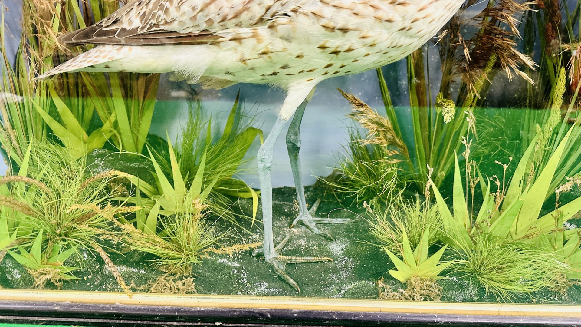 A VICTORIAN CASED TAXIDERMY STUDY OF A CURLEW, IN A NATURALISTIC SETTING - W 59CM X H 48. - Image 4 of 11