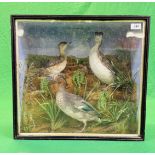 A VICTORIAN CASED TAXIDERMY STUDY DEPICTING A TEAL & TWO GREBES,