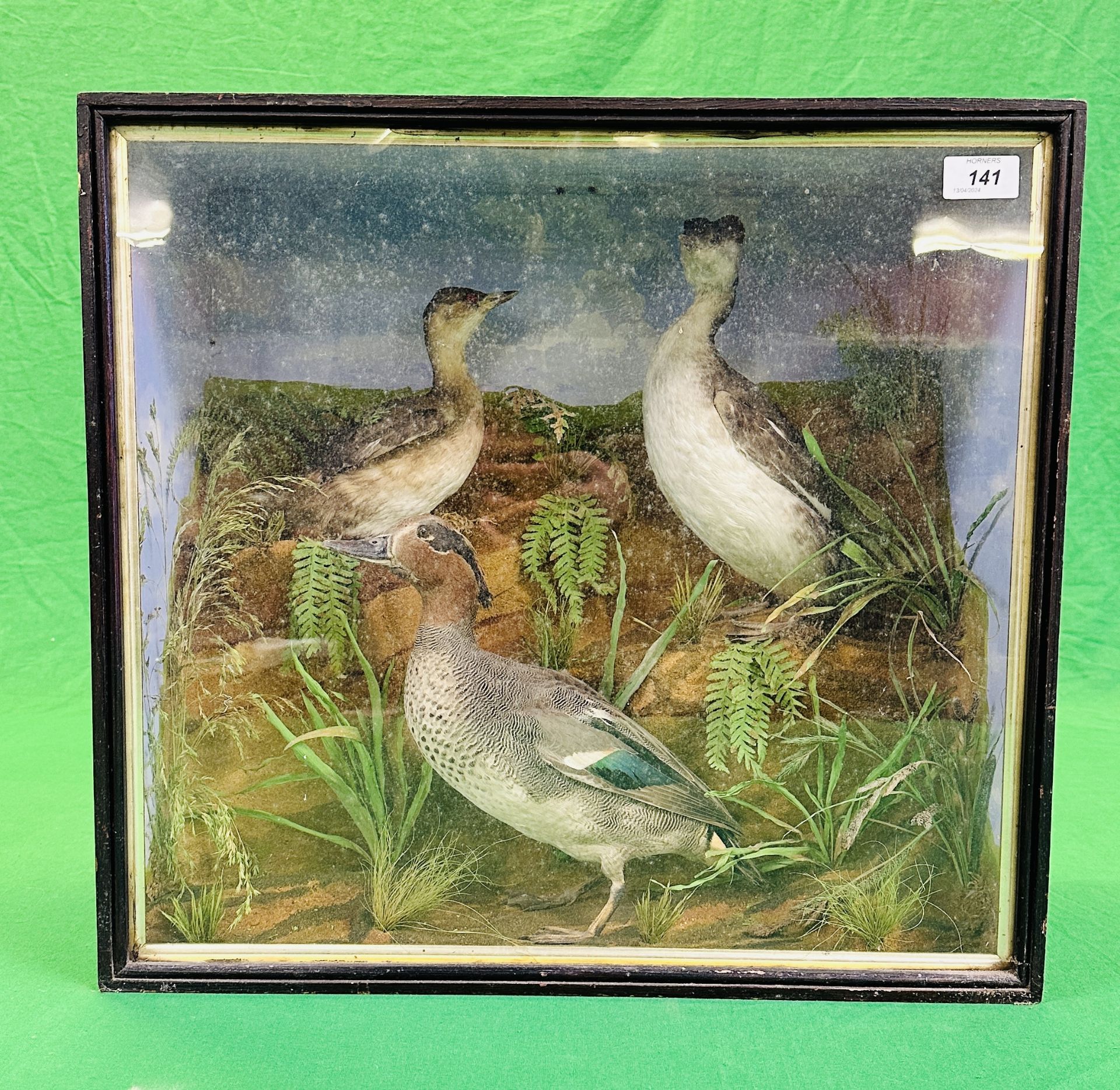 A VICTORIAN CASED TAXIDERMY STUDY DEPICTING A TEAL & TWO GREBES,
